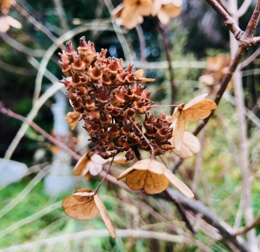 IMG_8781.jpg?type=w966