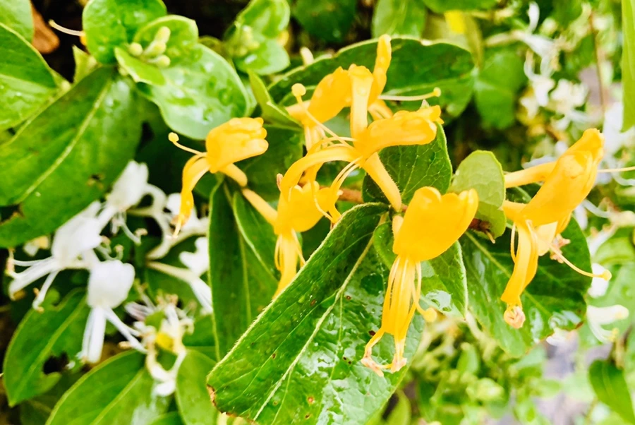 IMG_8183.jpg?type=w966