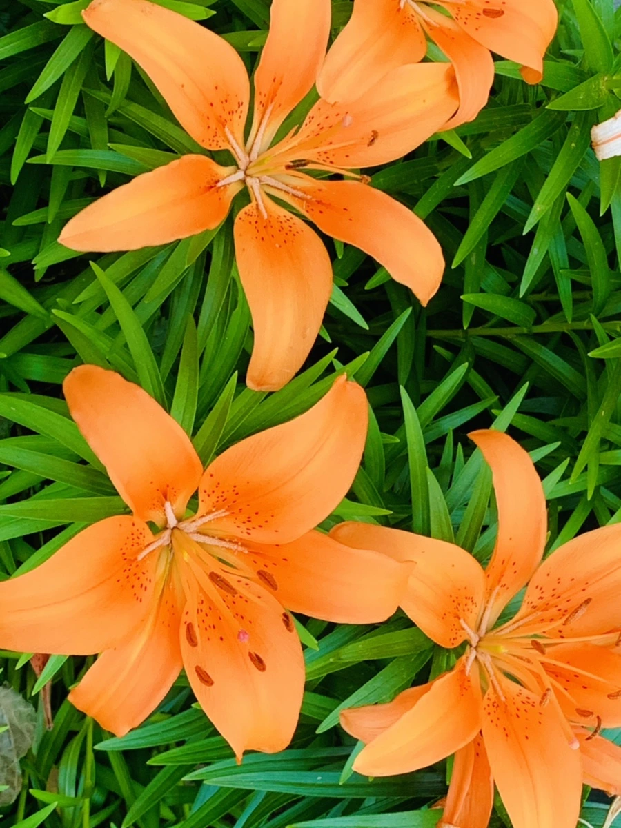 IMG_4817.jpg?type=w966