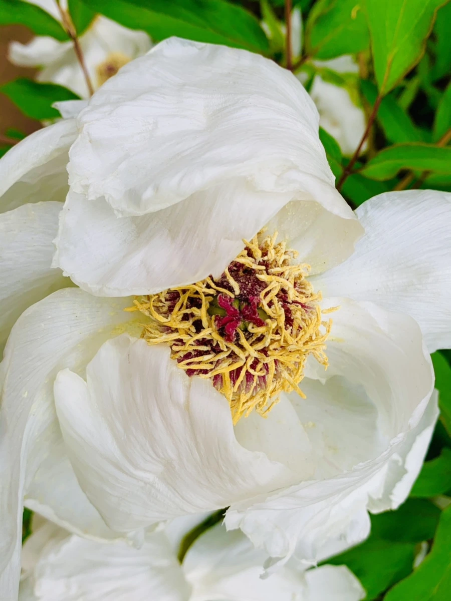 IMG_8958.jpg?type=w966