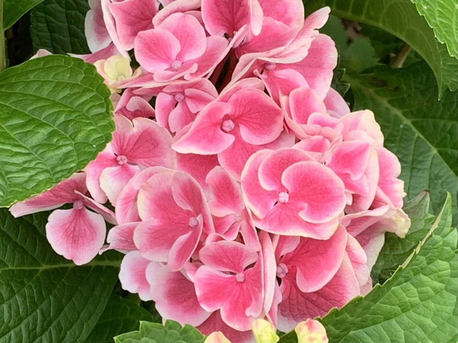 IMG_2635.jpg?type=w966