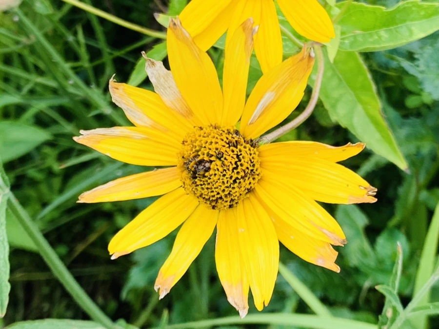 IMG_5056.jpg?type=w966