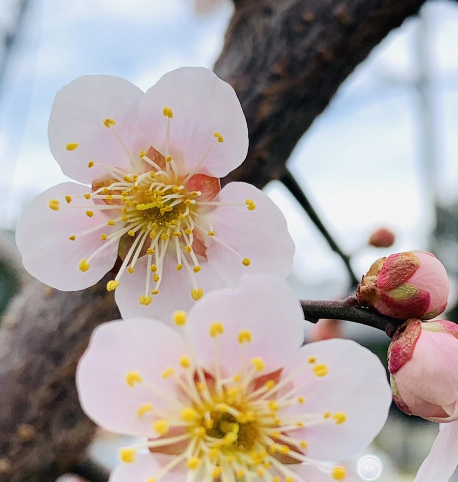 IMG_0501.jpg?type=w966