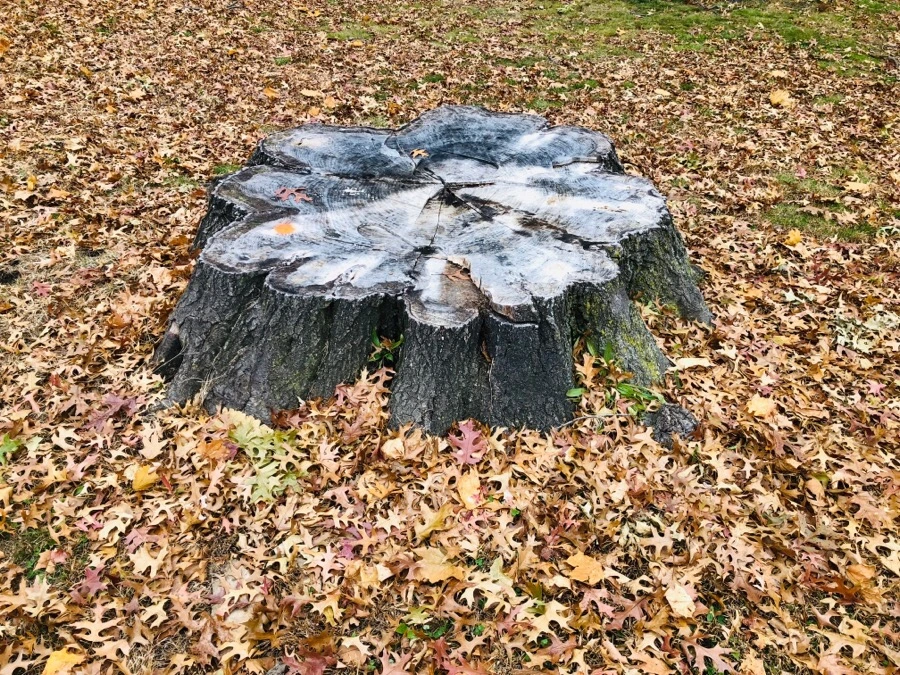 IMG_8110.jpg?type=w966