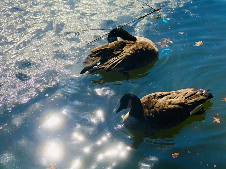 IMG_5134.jpg?type=w966