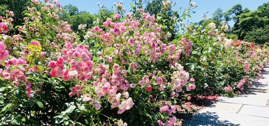 JtZFNk7scuJIyvLw_jIqUUvkSG0