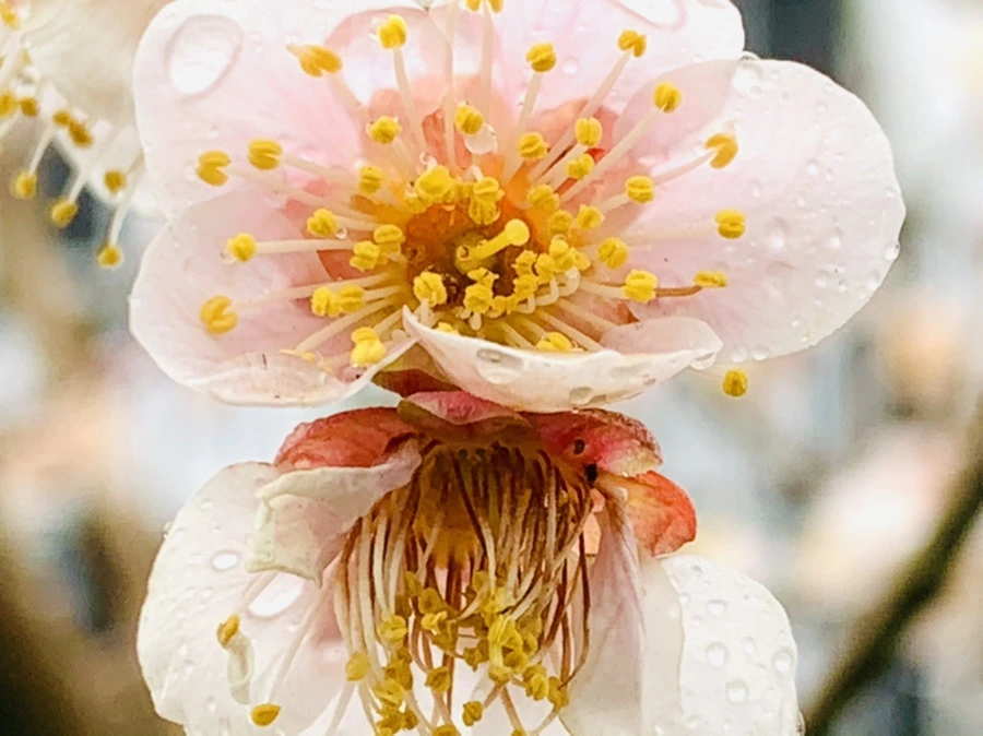 IMG_1914.jpg?type=w966