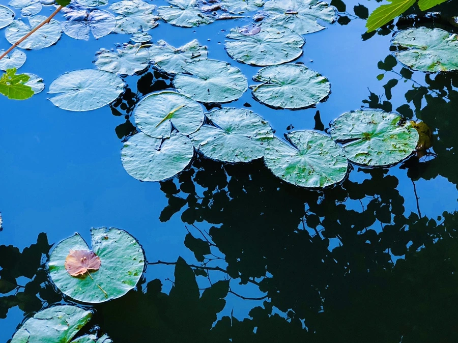 IMG_3801.jpg?type=w966