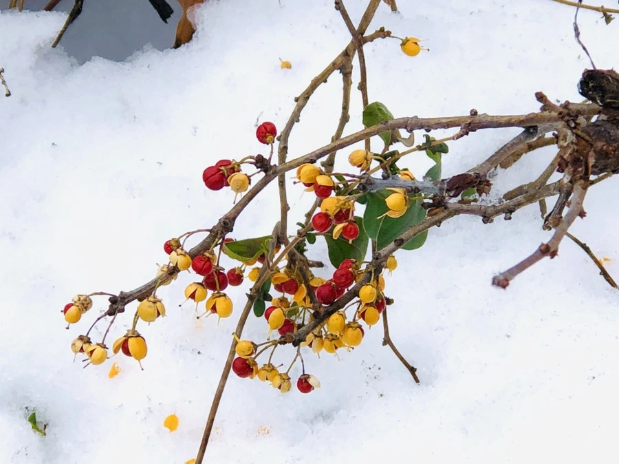 IMG_7588.jpg?type=w966