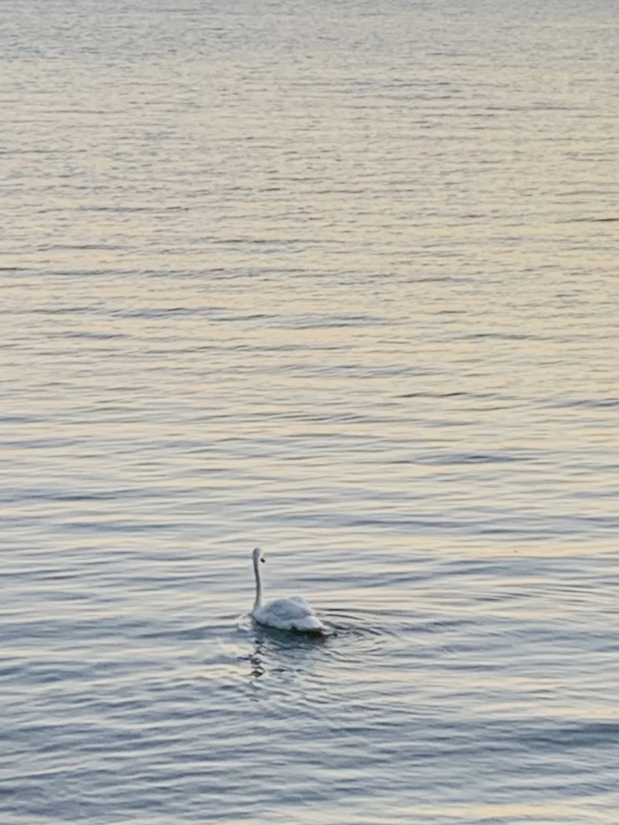 IMG_9490.jpg?type=w966