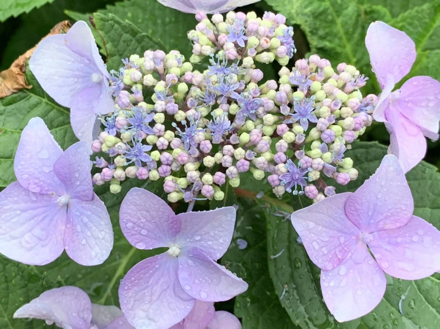 IMG_6203.jpg?type=w966