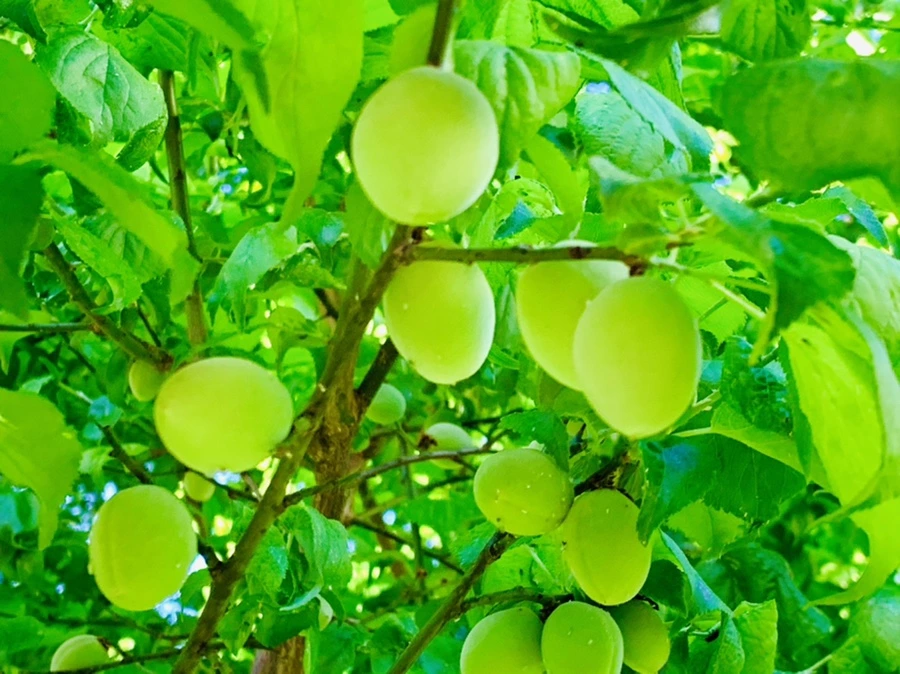 IMG_1953.jpg?type=w966