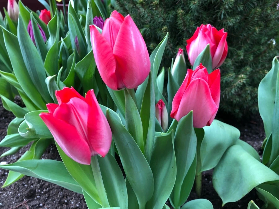 IMG_4011.jpg?type=w966