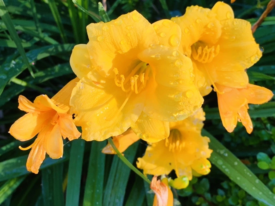 IMG_5225.jpg?type=w966