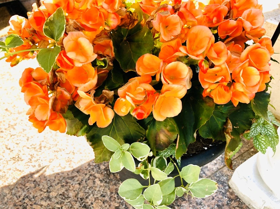 IMG_8691.jpg?type=w966