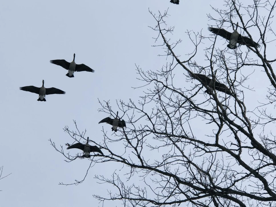 IMG_4464.jpg?type=w966