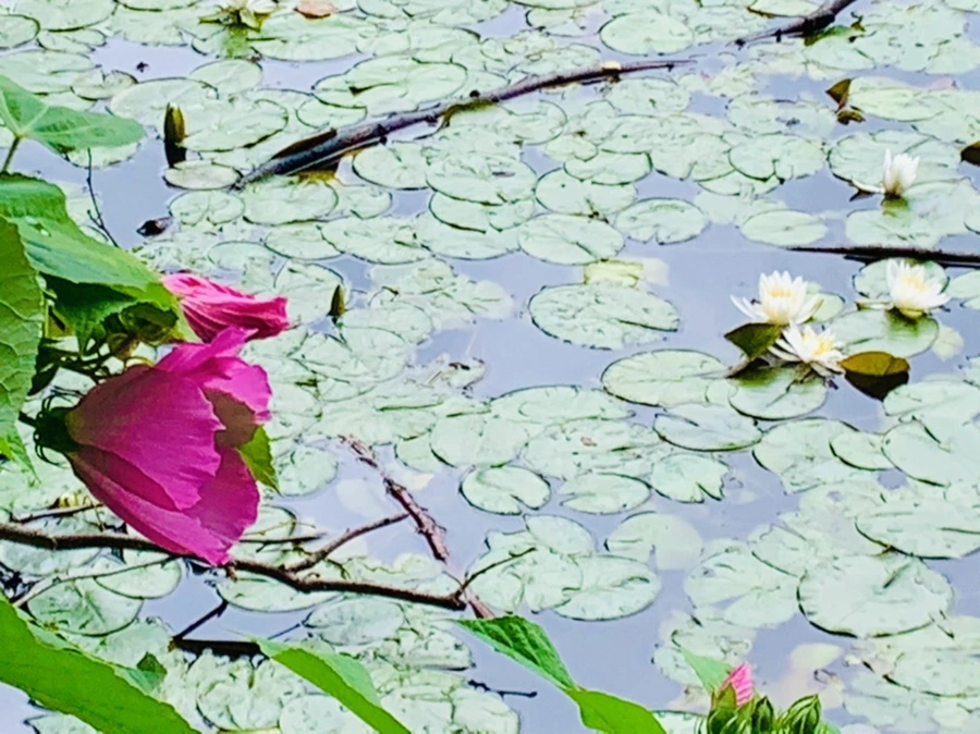 IMG_9146.jpg?type=w966