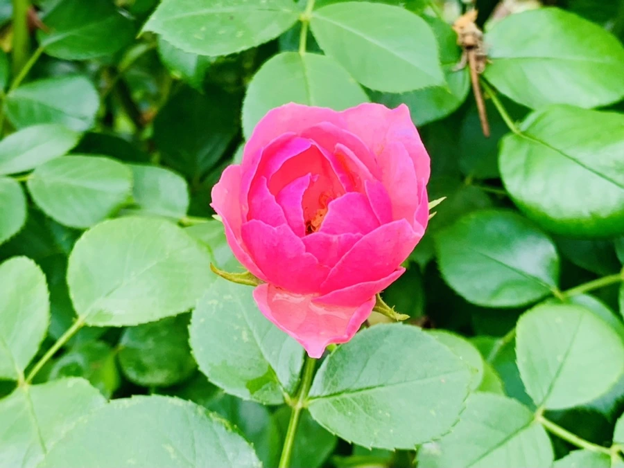 IMG_8765.jpg?type=w966