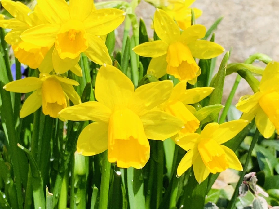 IMG_4018.jpg?type=w966