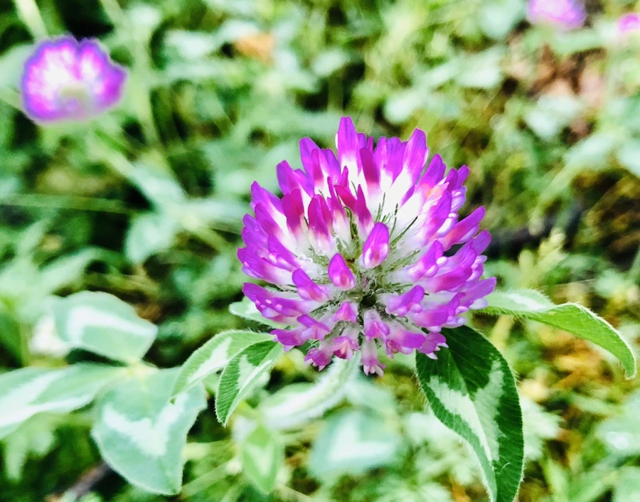 IMG_8176.jpg?type=w966