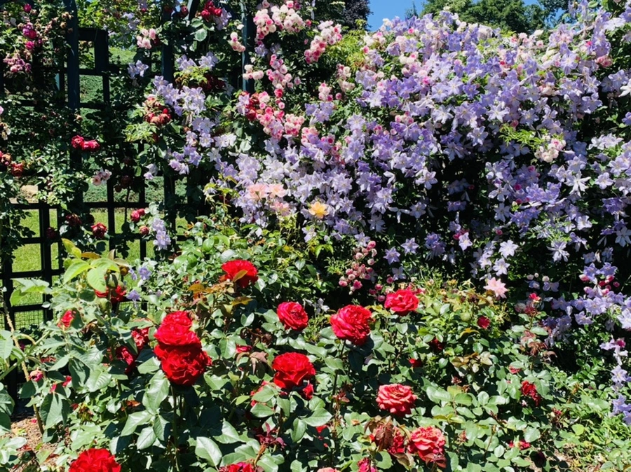 IMG_4125.jpg?type=w966