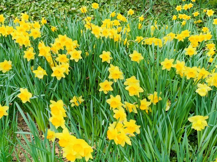 IMG_7288.jpg?type=w966