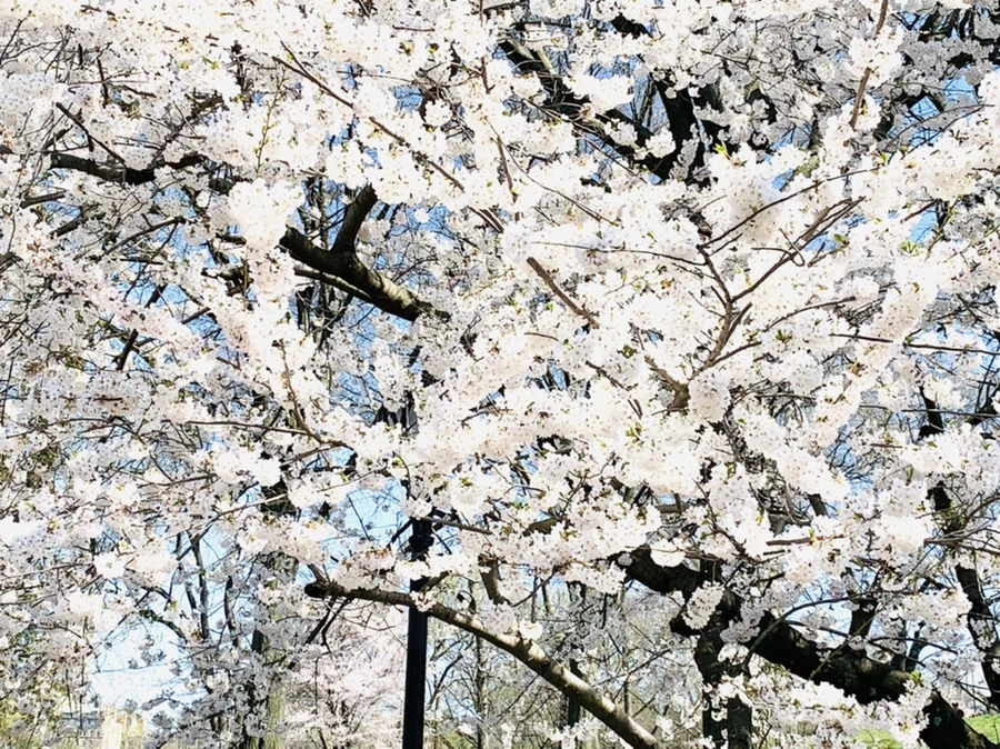 IMG_8997.jpg?type=w966