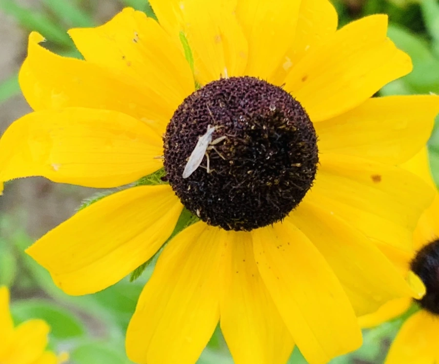 IMG_6854.jpg?type=w966