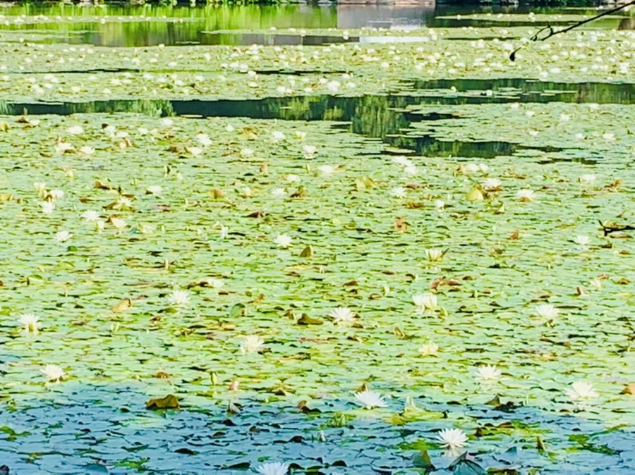 IMG_1174.jpg?type=w966