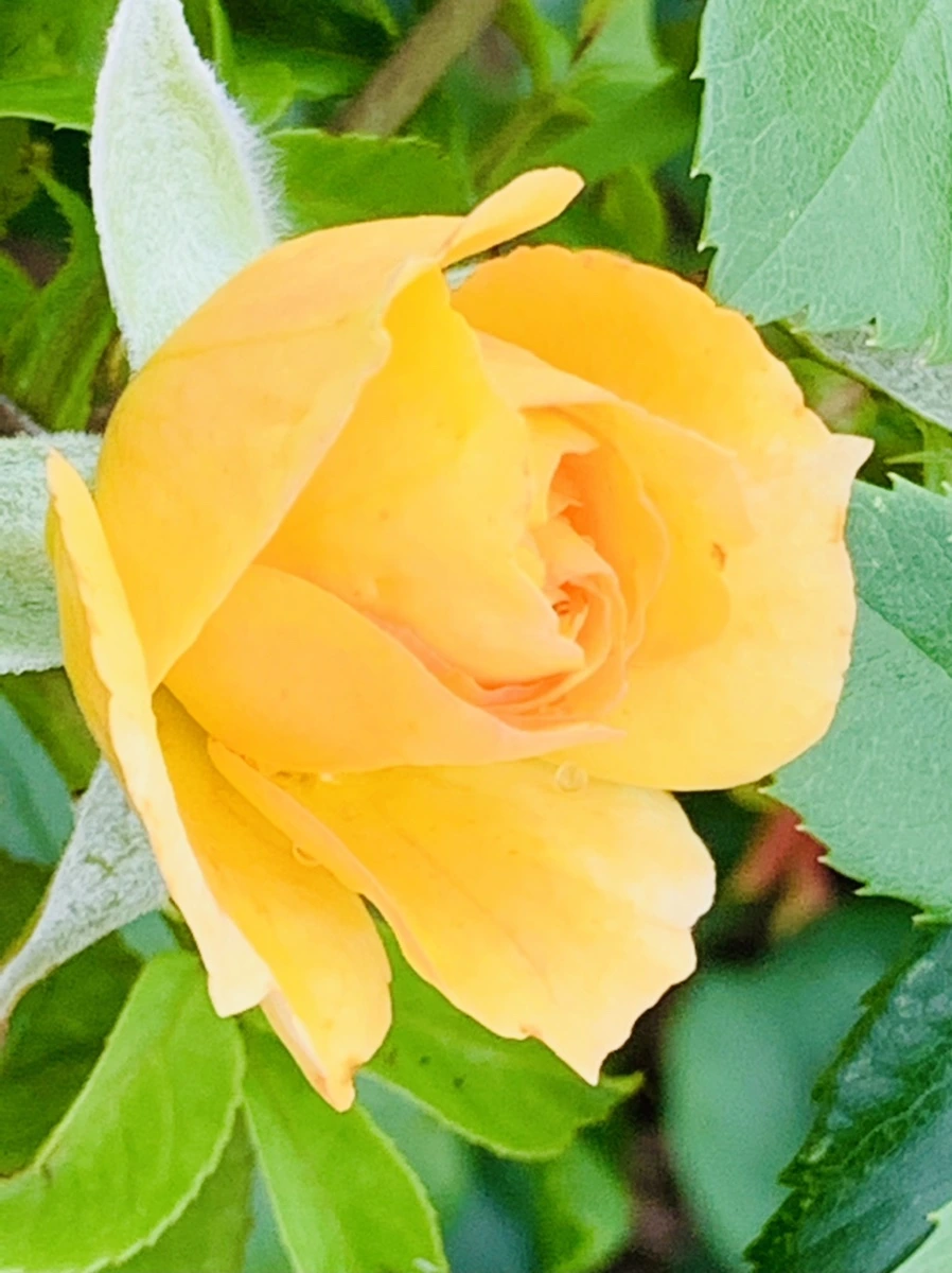 IMG_0423.jpg?type=w966