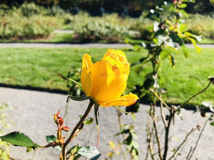 IMG_3326.jpg?type=w966