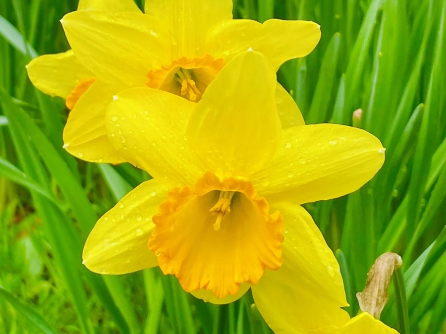 IMG_7450.jpg?type=w966