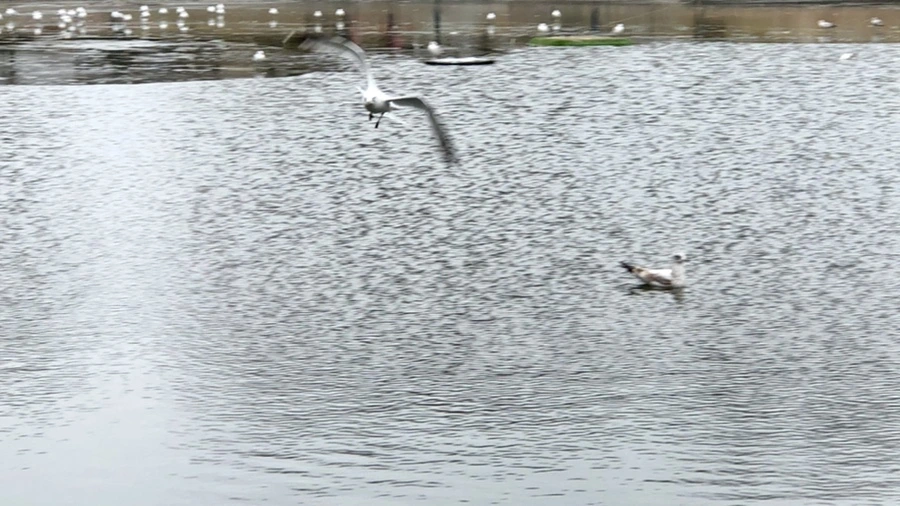 IMG_3223.jpg?type=w966