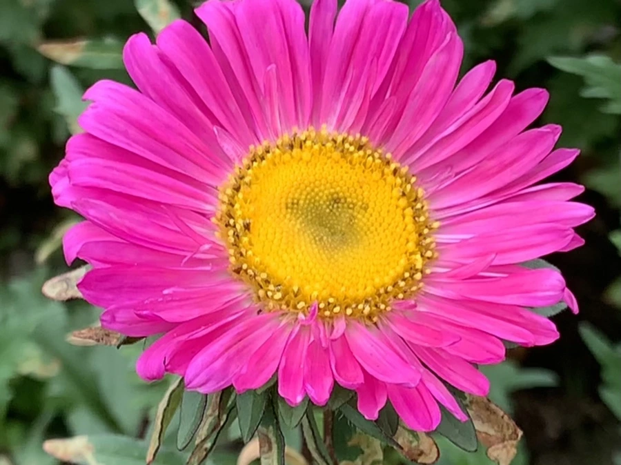 IMG_5894.jpg?type=w966