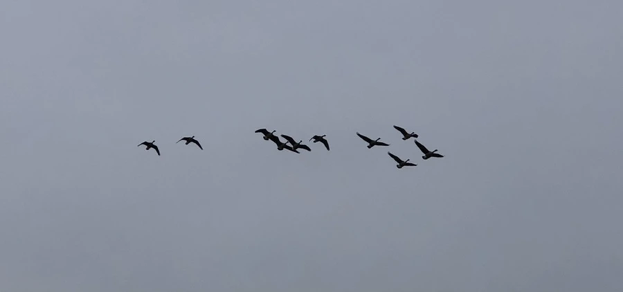 IMG_8209.jpg?type=w966