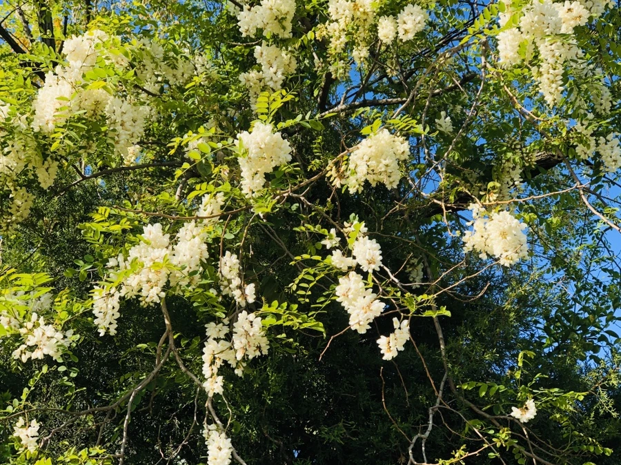 IMG_7337.jpg?type=w966