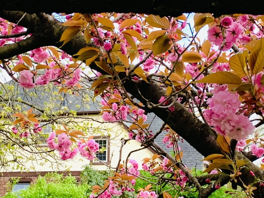 IMG_4388.jpg?type=w966