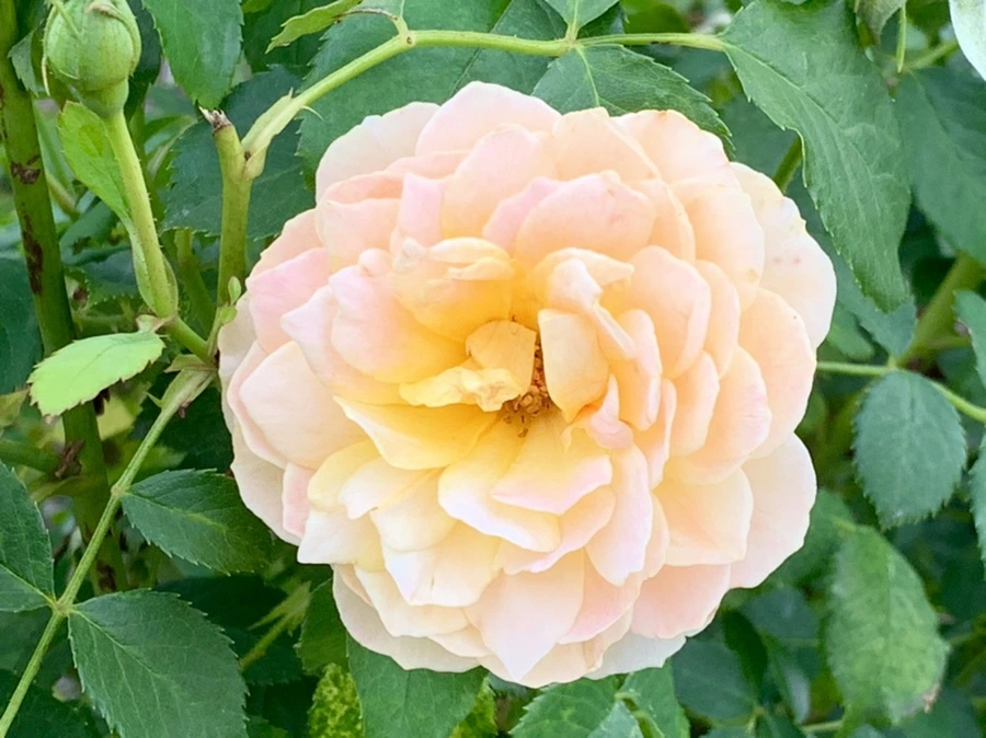 IMG_2694.jpg?type=w966