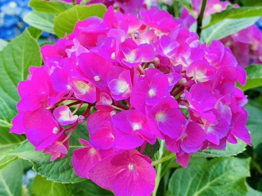 IMG_5217.jpg?type=w966