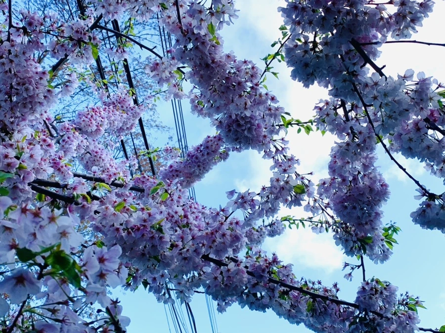 IMG_2638.jpg?type=w966