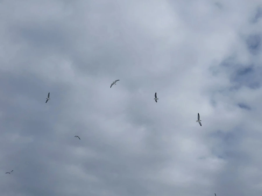 IMG_2381.jpg?type=w966