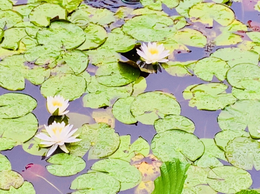 IMG_8349.jpg?type=w966