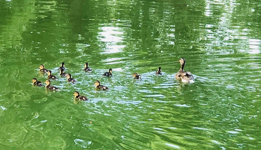 IMG_1123.jpg?type=w966