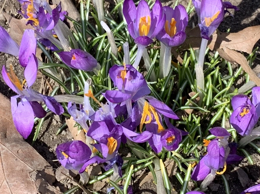 IMG_1300.jpg?type=w966