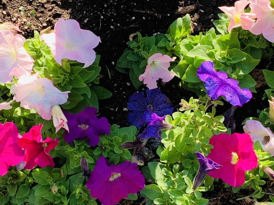 IMG_4081.jpg?type=w966