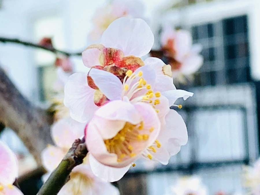 IMG_0886.jpg?type=w966