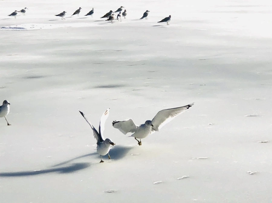 IMG_0330.jpg?type=w966