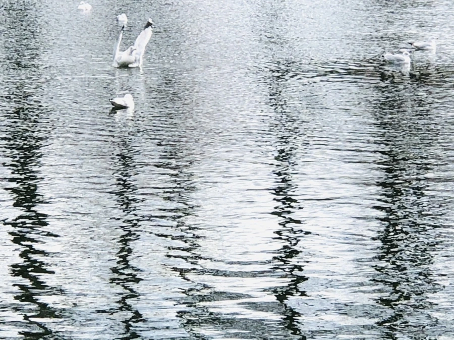 IMG_8748.jpg?type=w966