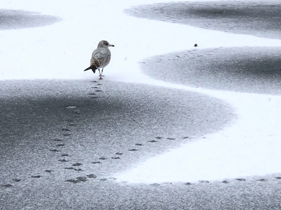 IMG_5982.jpg?type=w966