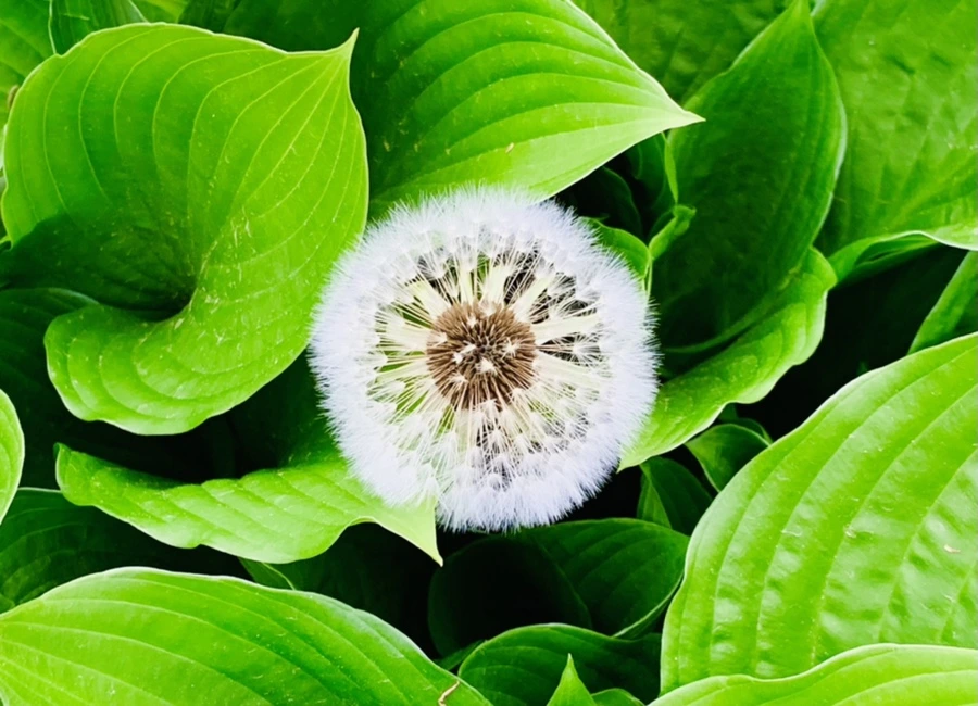 IMG_7802.jpg?type=w966